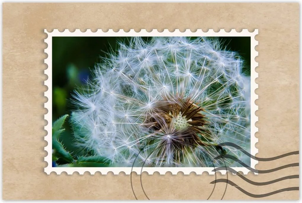 Poszterek 120x80 Pitypang Virág Virágok