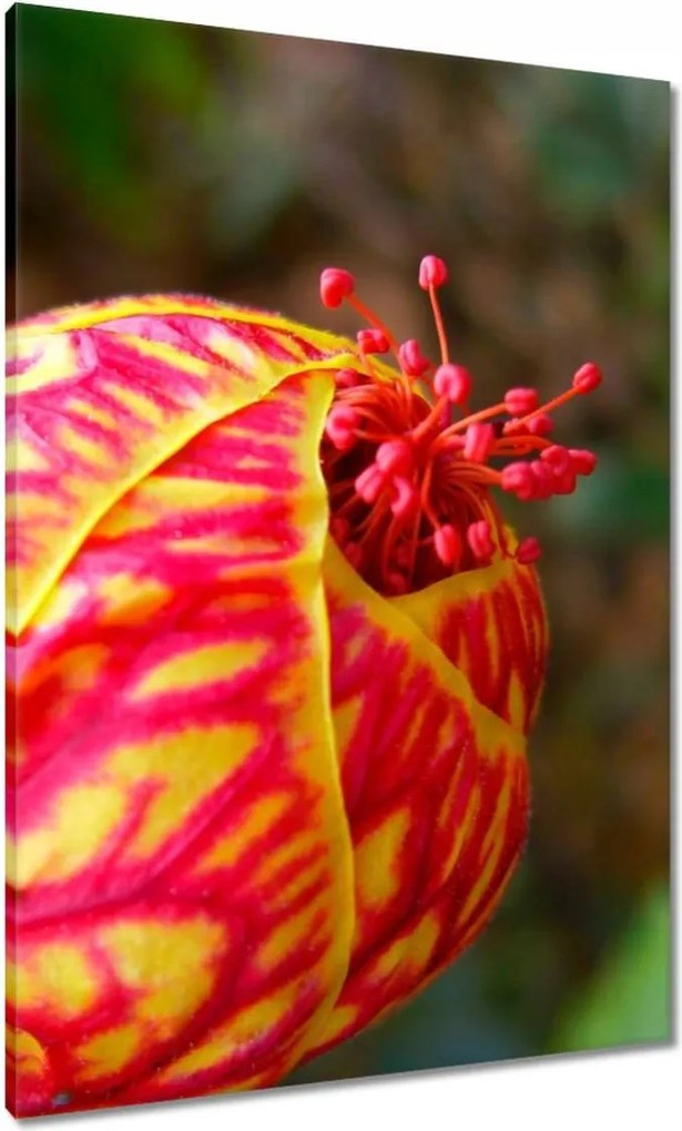 Vászonkép 70x100 Nőnap Ajándék Love