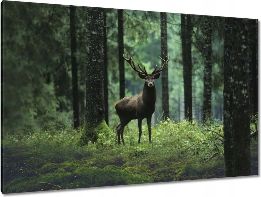 Vászonkép 120x80 Szarvas Erdő Tájkép