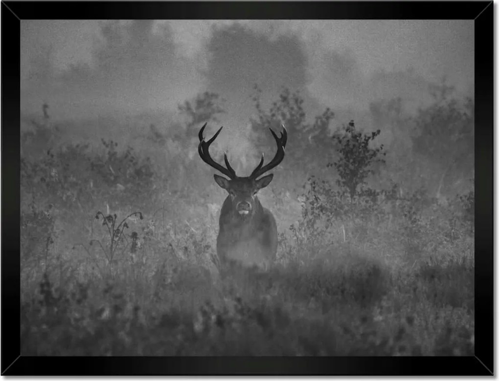 Poszterek keretben 40x30 Szarvas a ködben