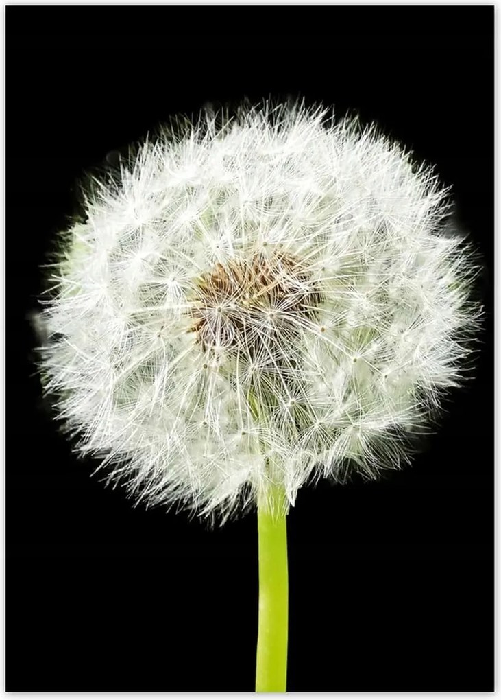 Poszterek 50x70 Pitypang virág rét