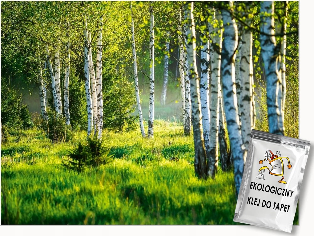 Fotótapéta Nyírfa Erdő Természet Rét Nappali Hálószoba Tapéta 350x250