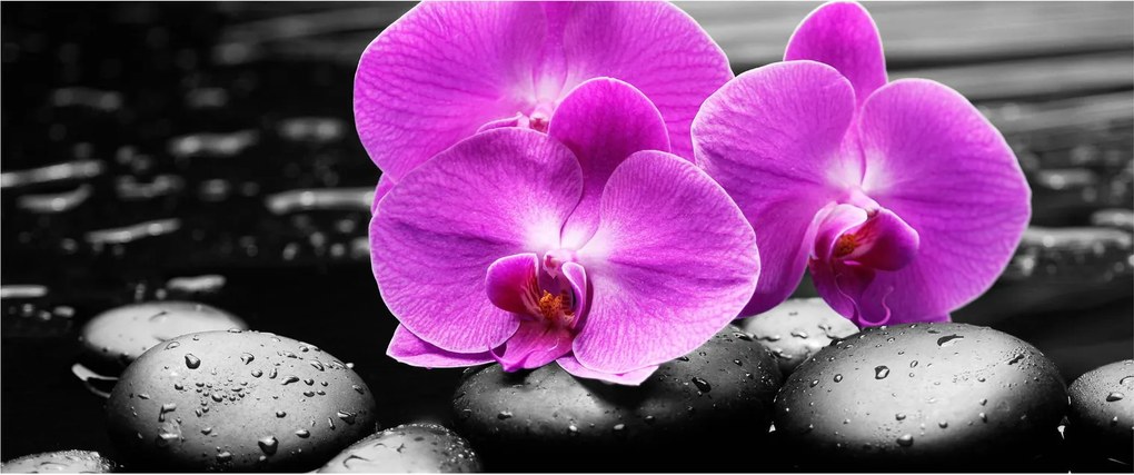 Kép - Lila orchideák (120x50 cm)