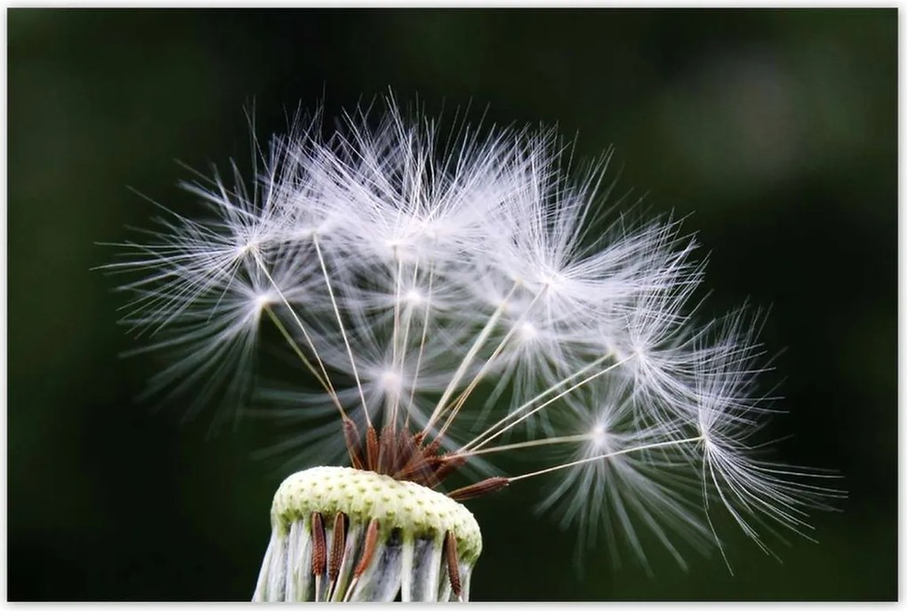 Poszterek 120x80 Pitypang Virág Virágok