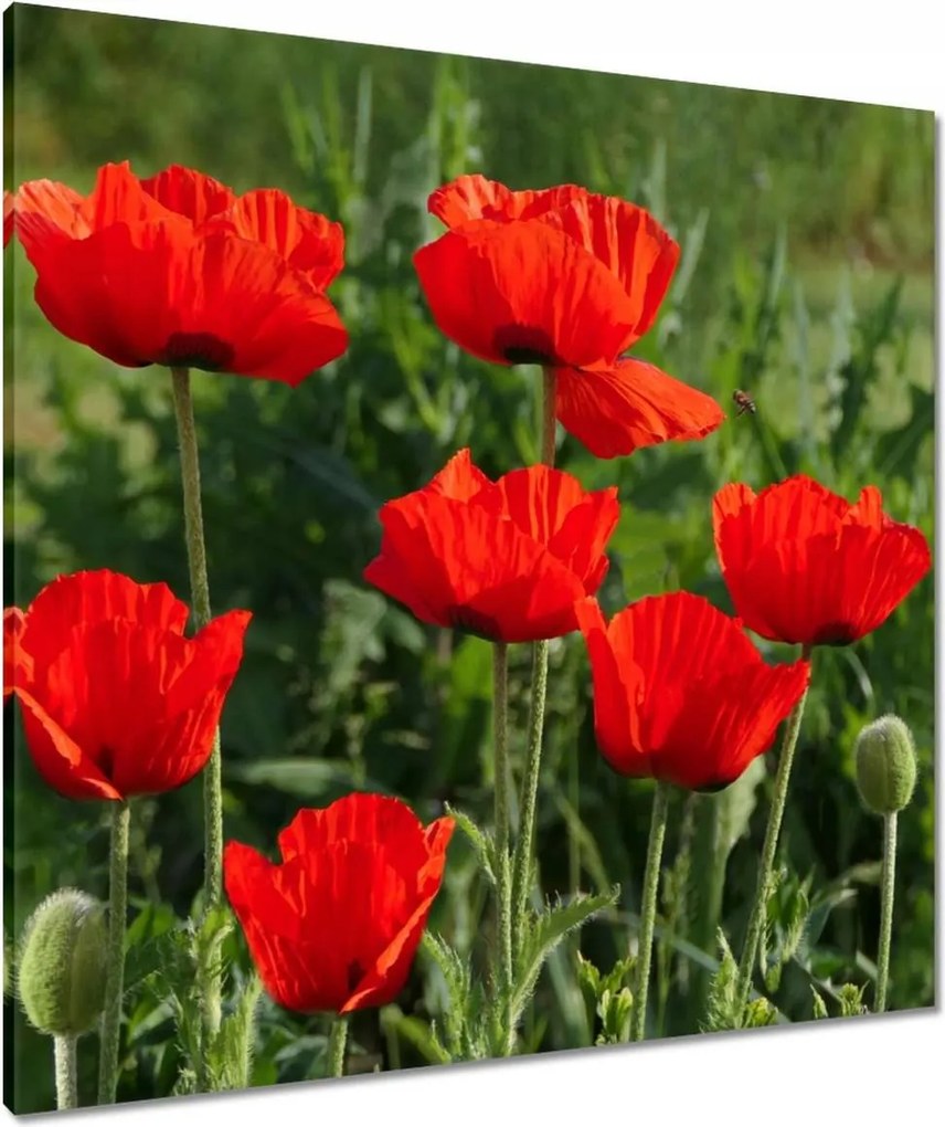 Vászonkép 80x80 Pipacs Virágok