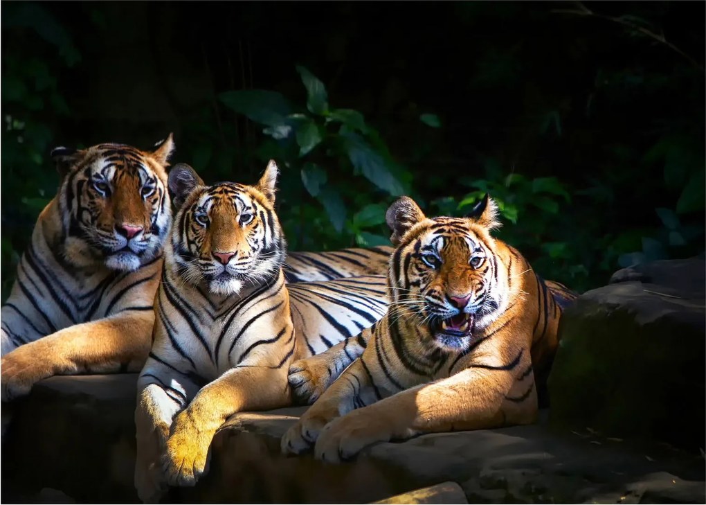 Kép - Tigris testvérek (70x50 cm)