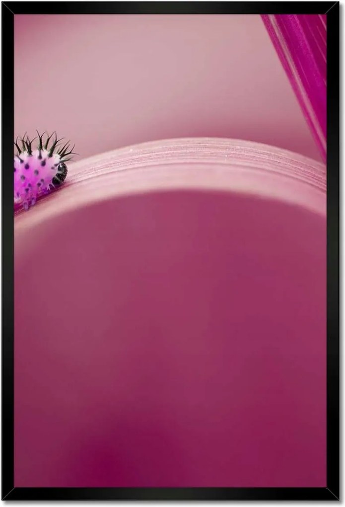Poszterek keretben 40x60 Rózsaszín hernyó