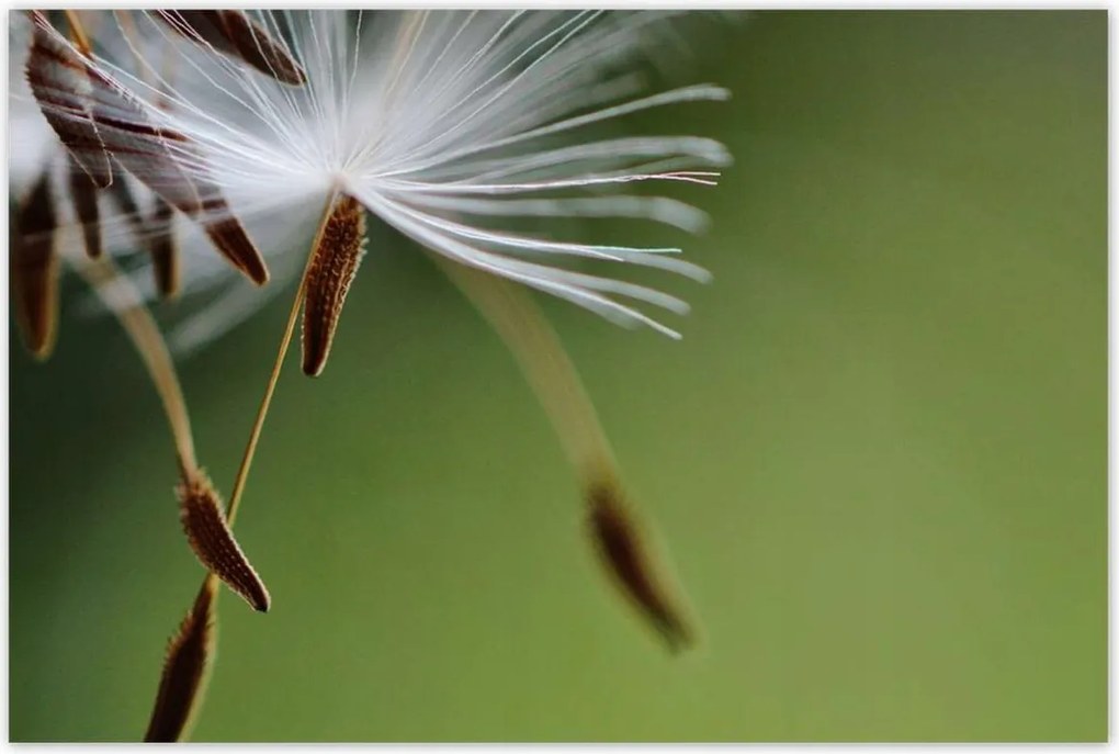 Poszterek 120x80 Pitypang Virág Virágok