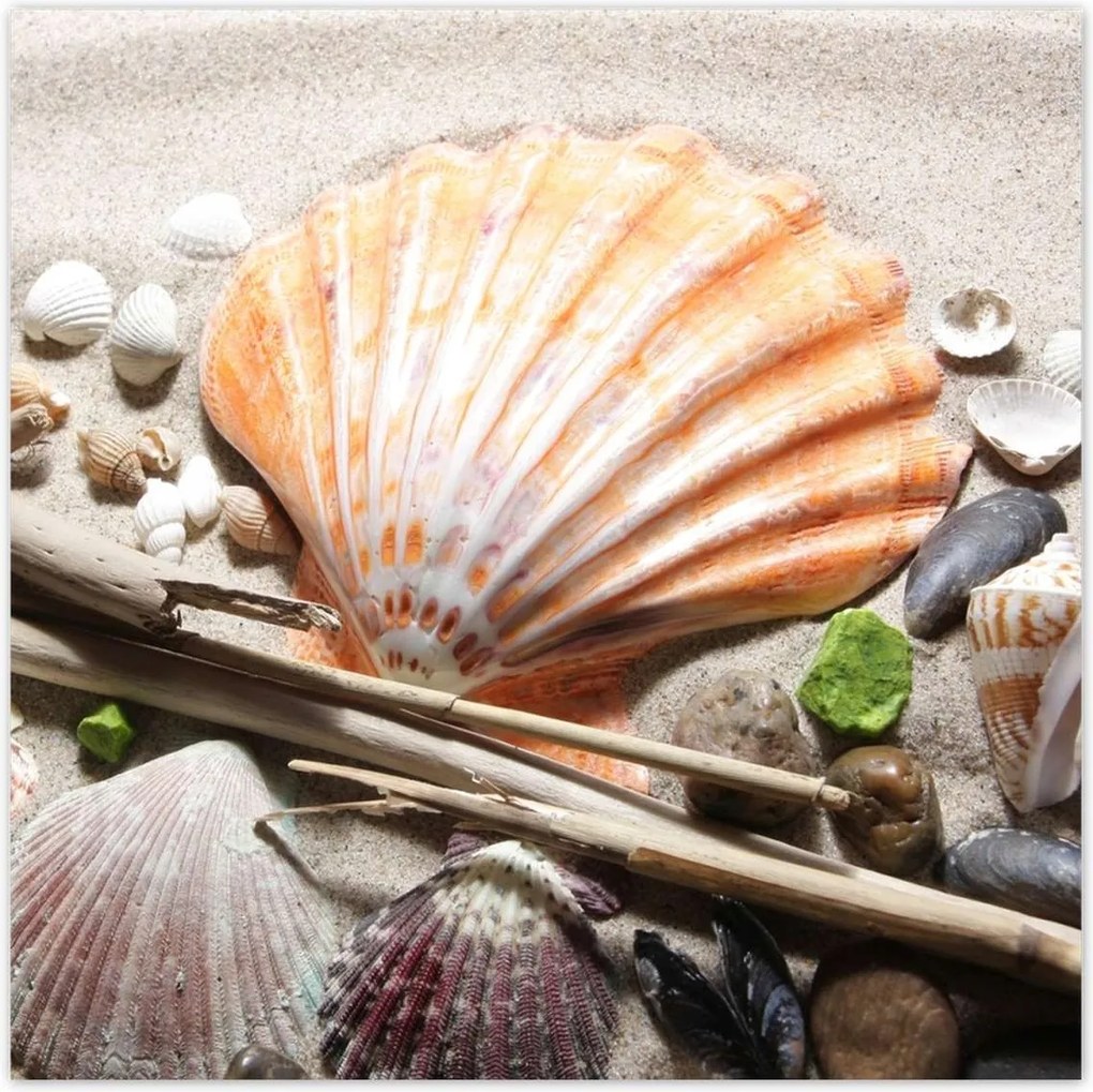 Poszterek 70x70 Kagylók a balti tengerpartról