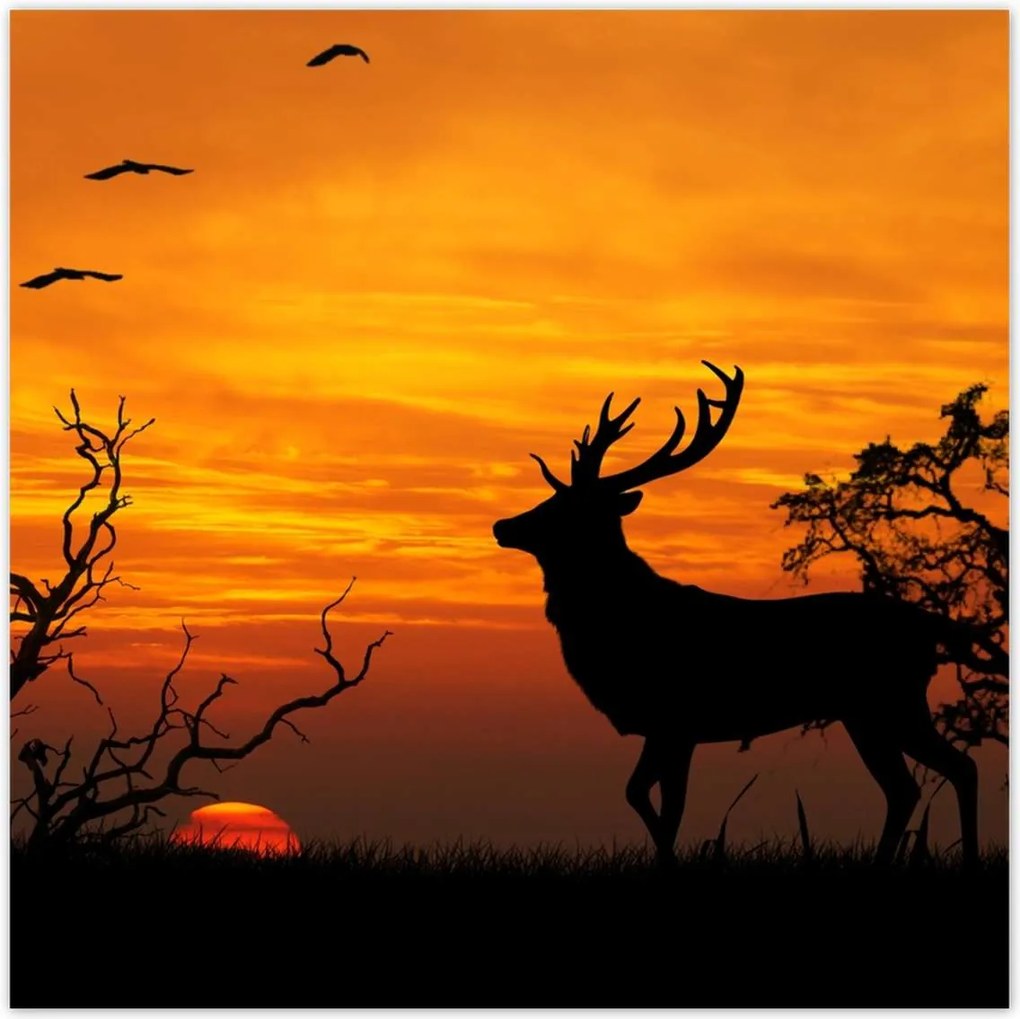 Poszterek 30x30 Szarvas és naplemente