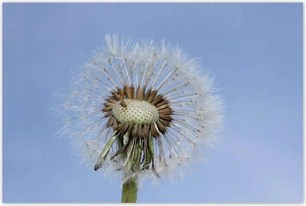 Poszterek 120x80 Pitypang Virág Virágok