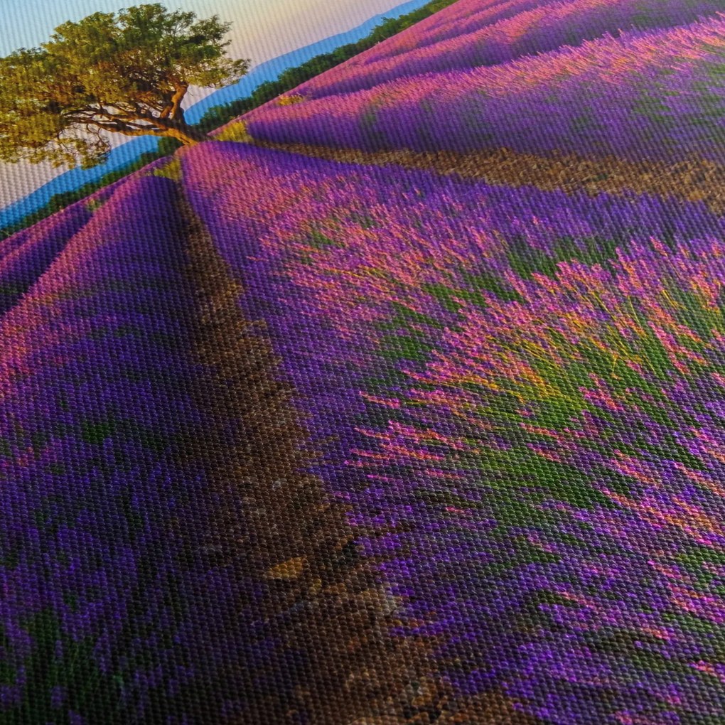Kép - Levendula mező (70x50 cm)