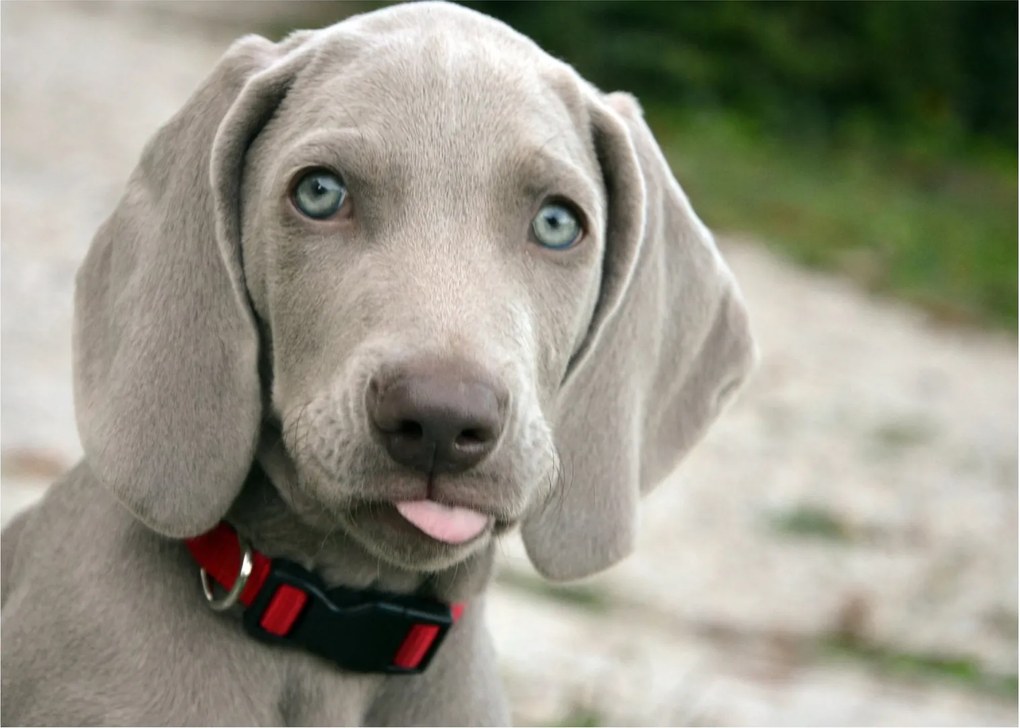 Kép - weimaraner kölyökkutya (70x50 cm)