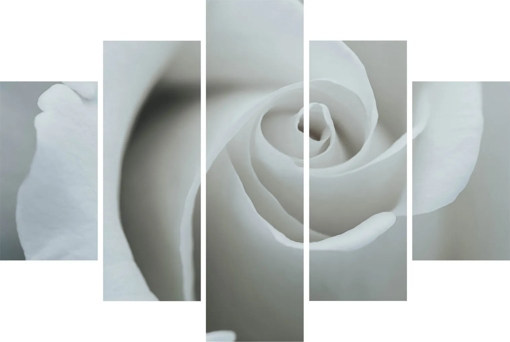 Kép - Fehér rózsa (150x105 cm)