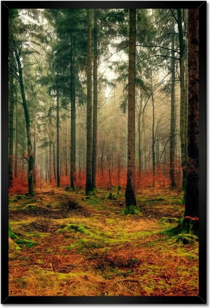 Poszterek keretben 40x60 Erdei táj Kilátás