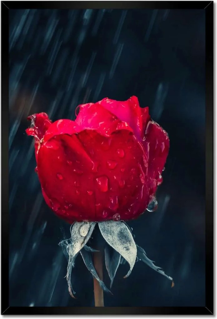 Poszterek keretben 40x60 Rózsa Virág Virágok Rózsa