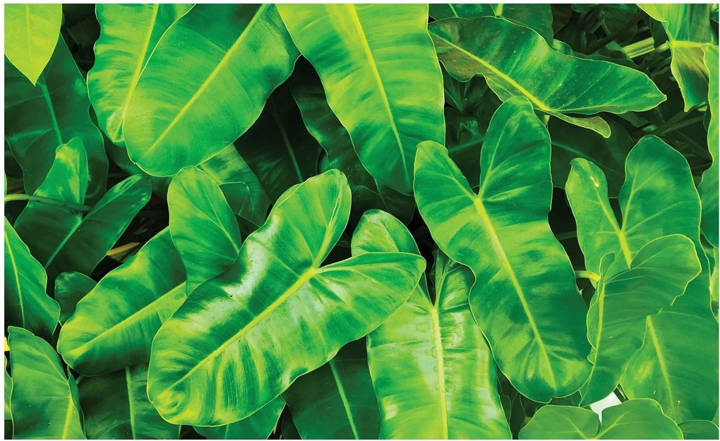 Fotótapéta levelek monstera fotótapéta 208 x 146