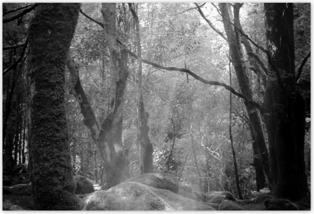 Poszterek 155x105 Rejtélyes erdő Sugárzás