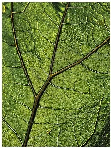 Fotótapéta levél levelek makro növény 184 x 254