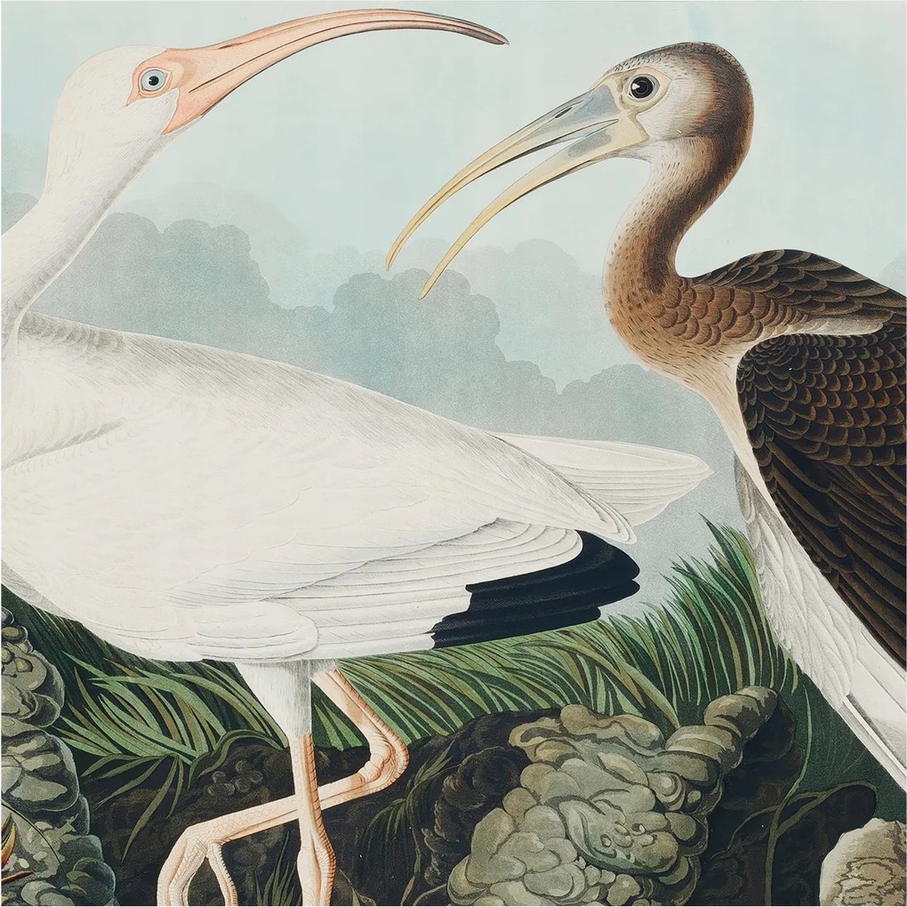 Flizelin tapéta falra Prémium madár pár 250x250 ragasztó