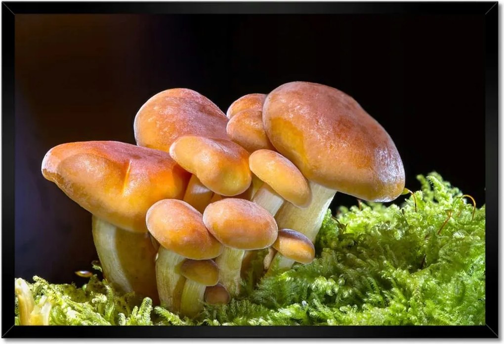 Poszterek keretben 60x40 Gomba az erdőben Közelkép