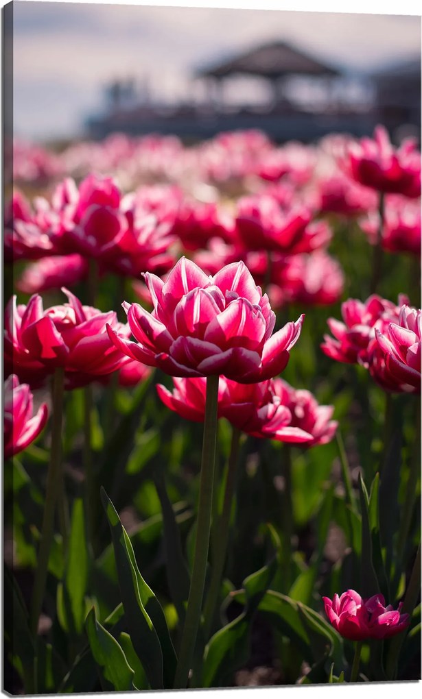 Botanika Vászonkép Tulipánmező 60x100 cm