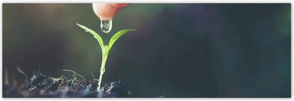 Poszterek 200x66 Palánta növény csepp