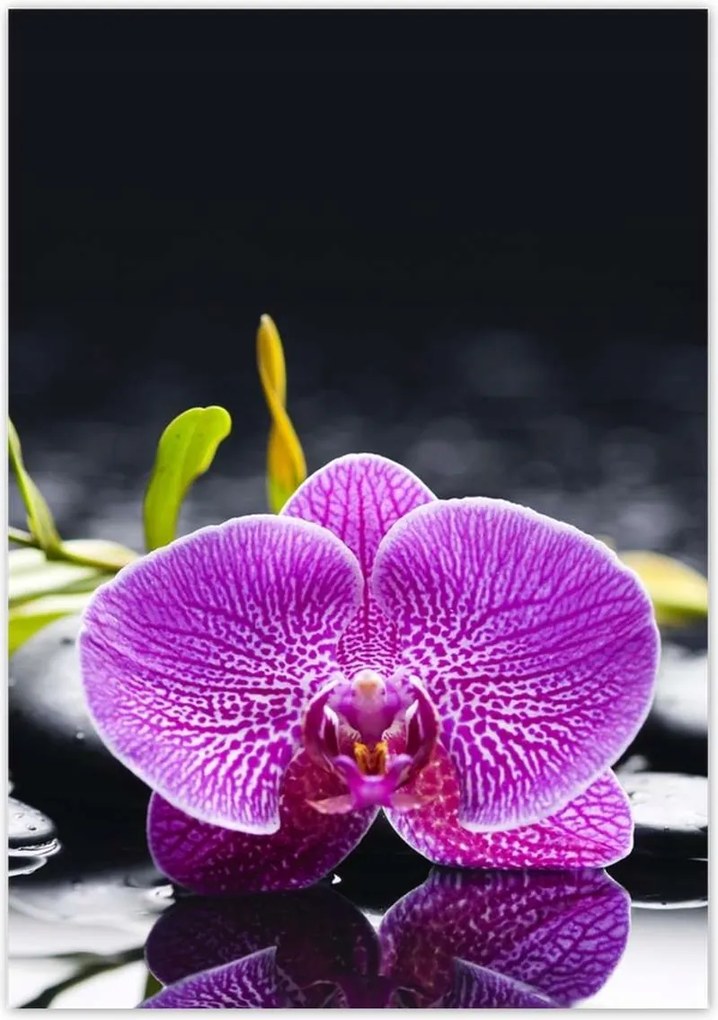Poszterek 70x100 Lila orchidea