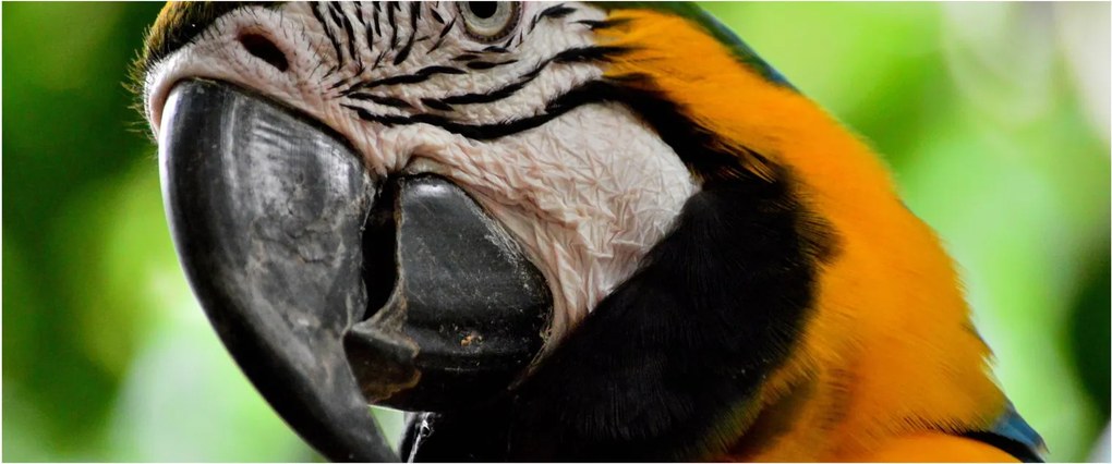 Papagáj képe (120x50 cm)