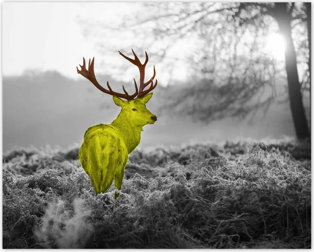 Poszterek 50x40 Sárga szarvas Erdő Tájkép