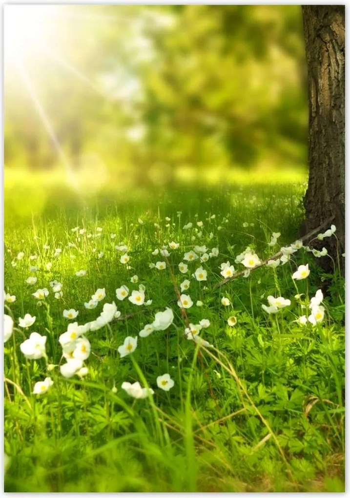 Poszterek 70x100 Sugár a réten