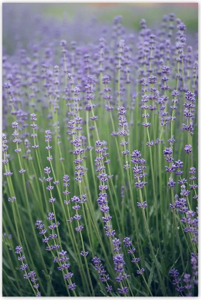 Poszterek 80x120 Levendula világ