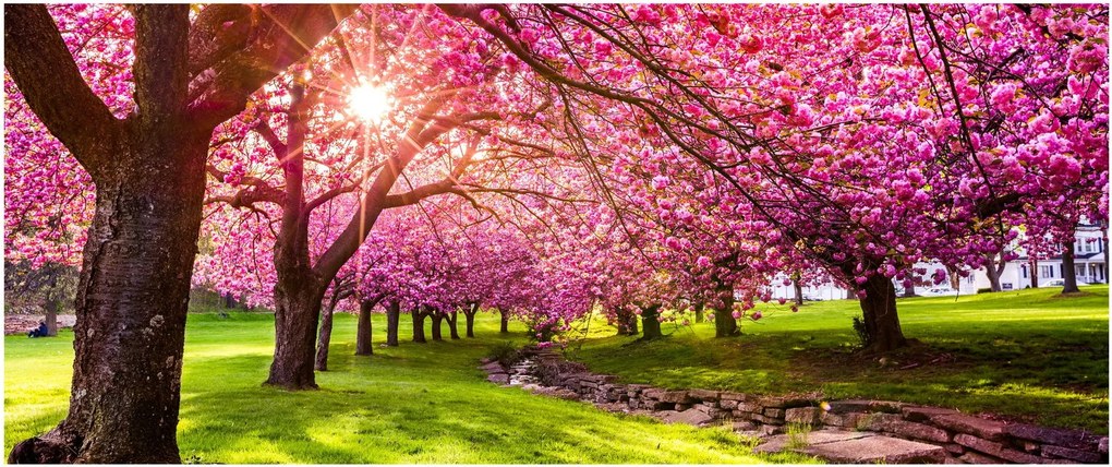 A virágzó cseresznye képe, Hurd Park, Dover, New Jersey (120x50 cm)