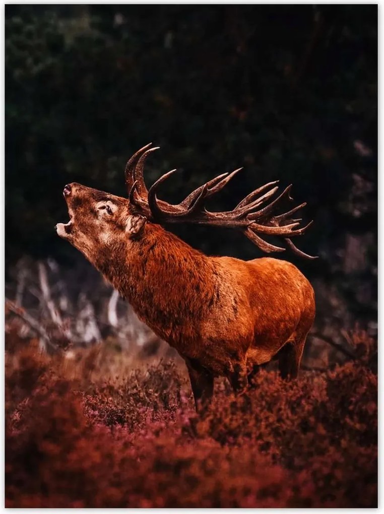 Poszterek 100x135 Szarvas az erdőben