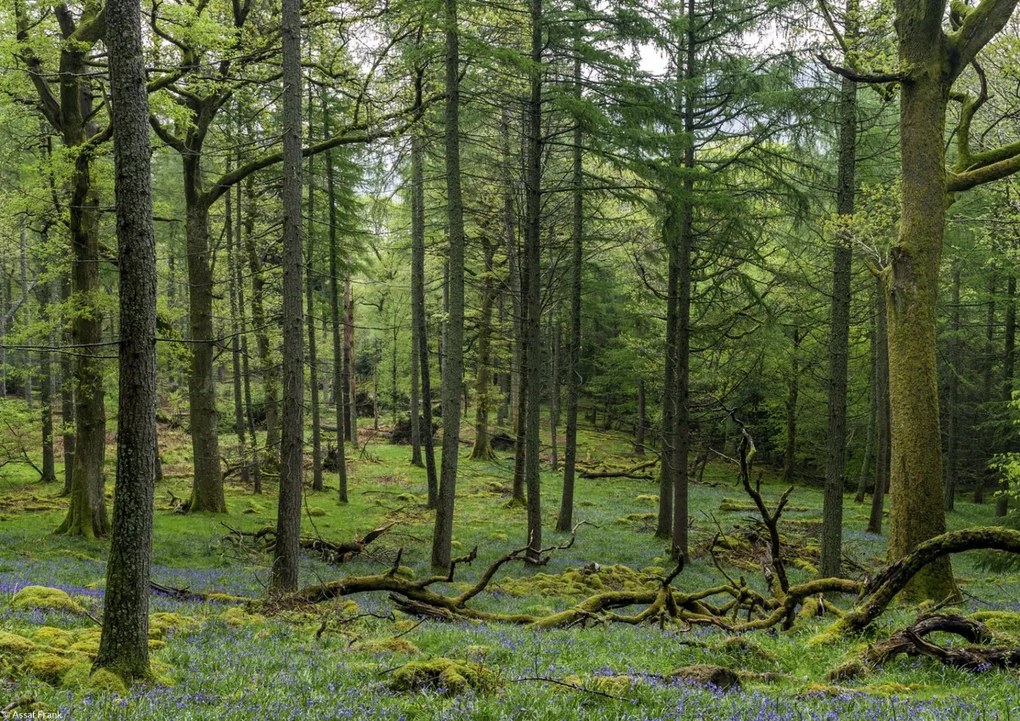 Poszter 29,7x21cm Fák az erdőben, Assaf Frank