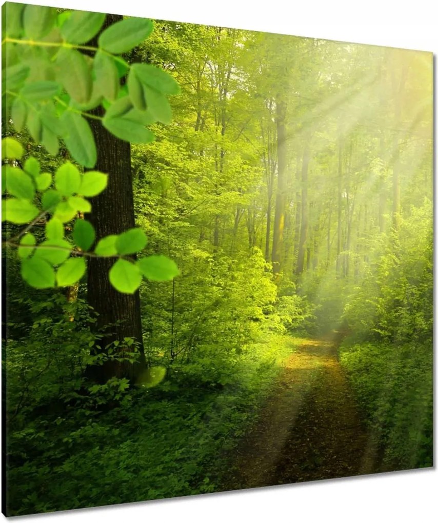 Vászonkép 90x90 Varázslatos erdő Sugárzás