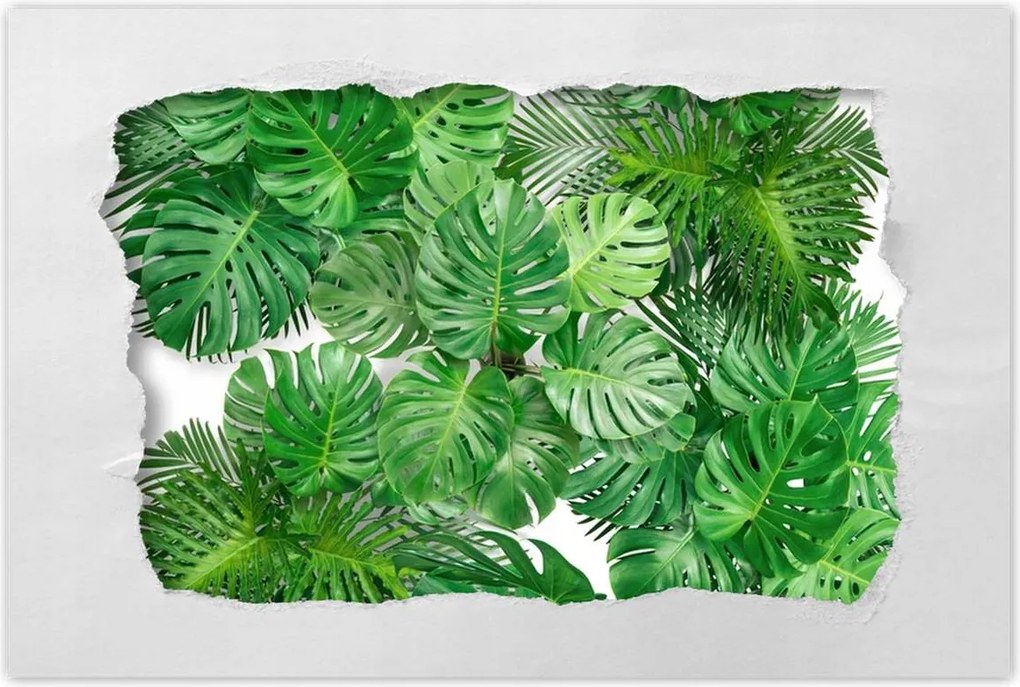 Poszterek 120x80 Monstera Lyukas levelek