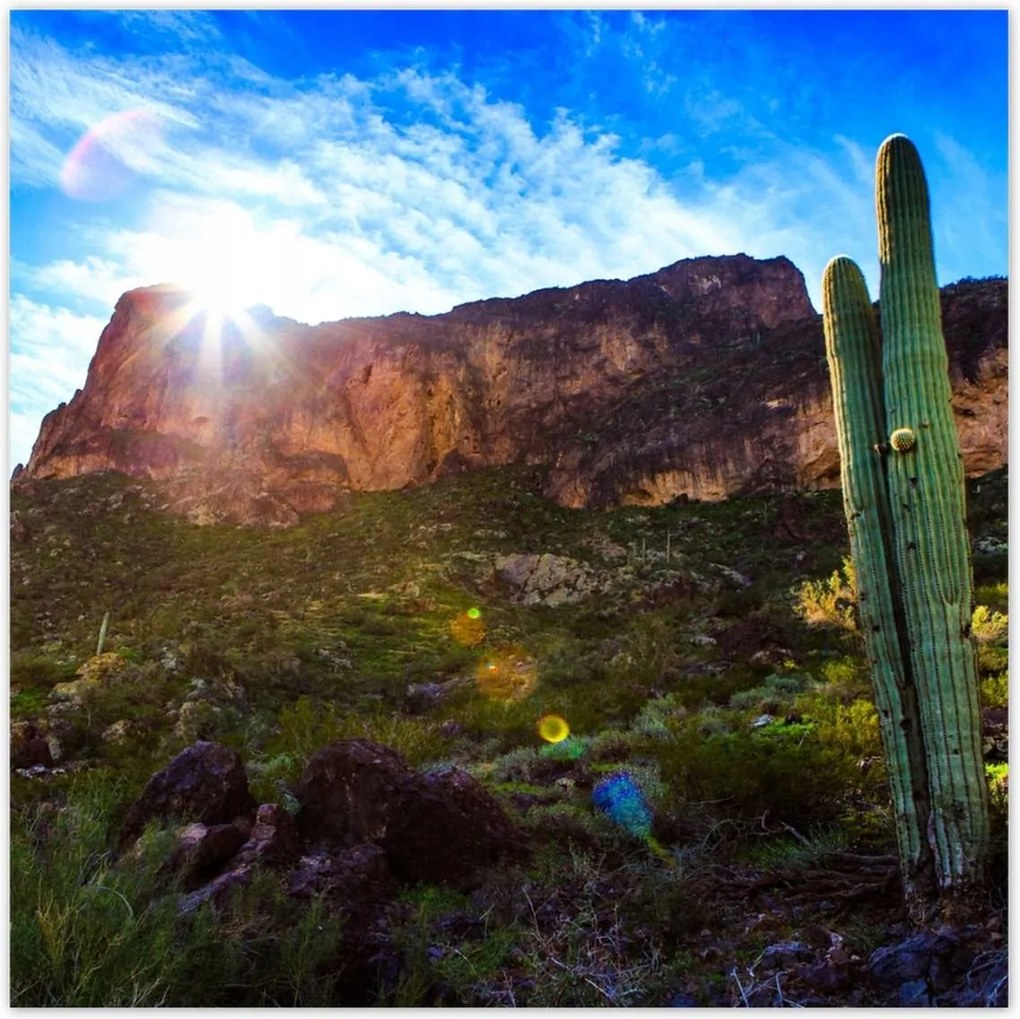 Poszterek 140x140 Tájkép kaktuszokkal