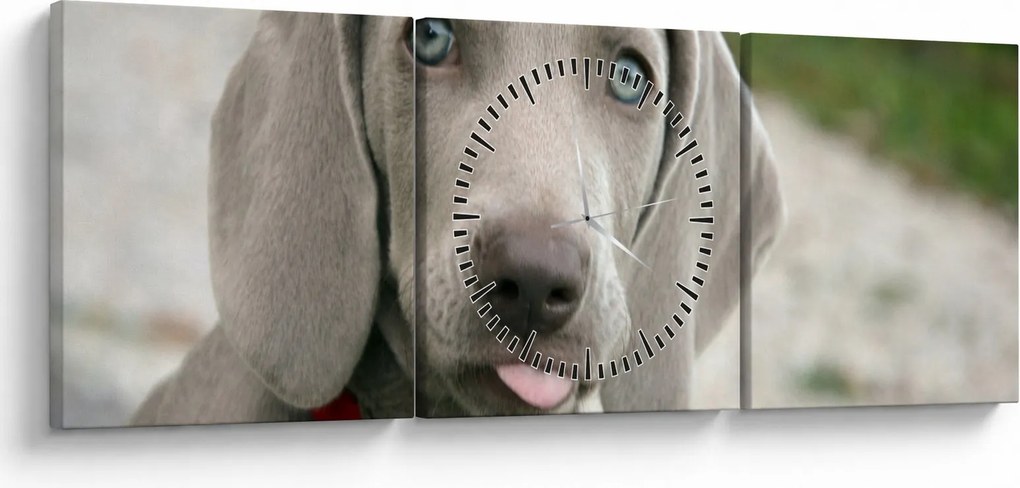 Kép - weimaraner kölyökkutya (órával) (90x30 cm)