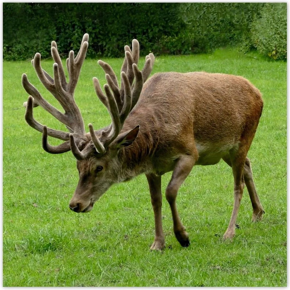 Fotótapéták 208x208 Szarvas felszarvazott