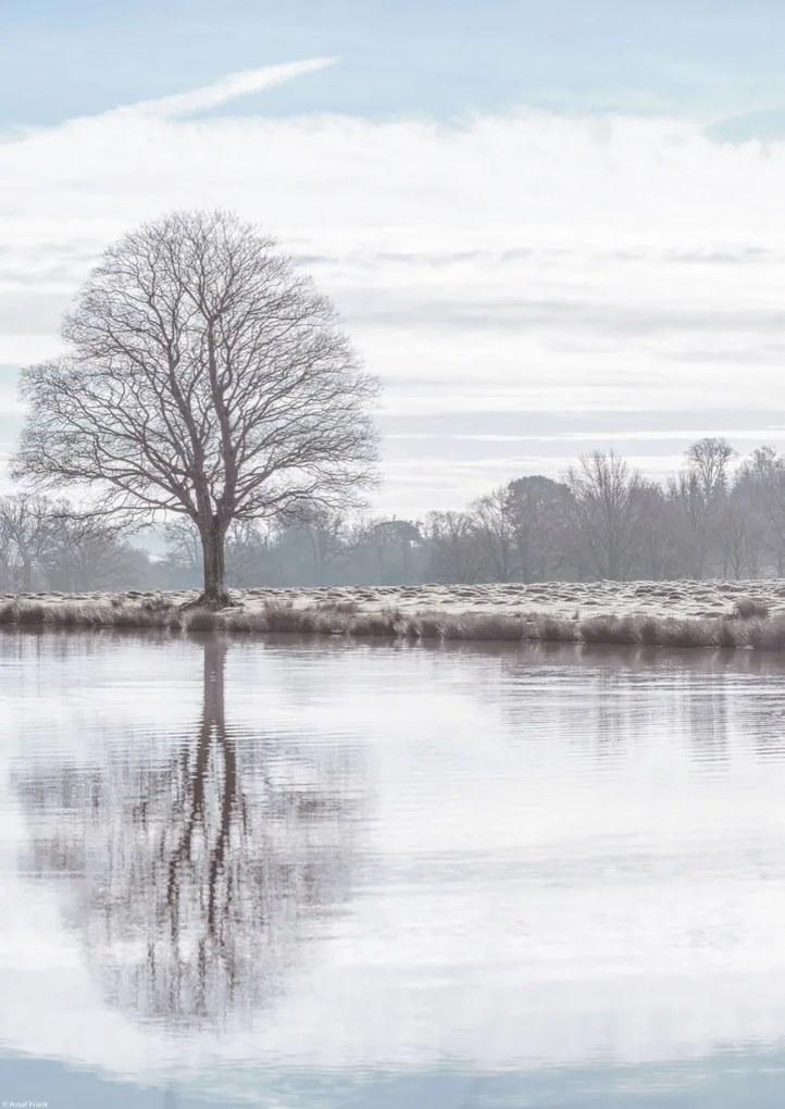 Poszter 29,7x42cm Fa tükröződése a tóban, Assaf Frank