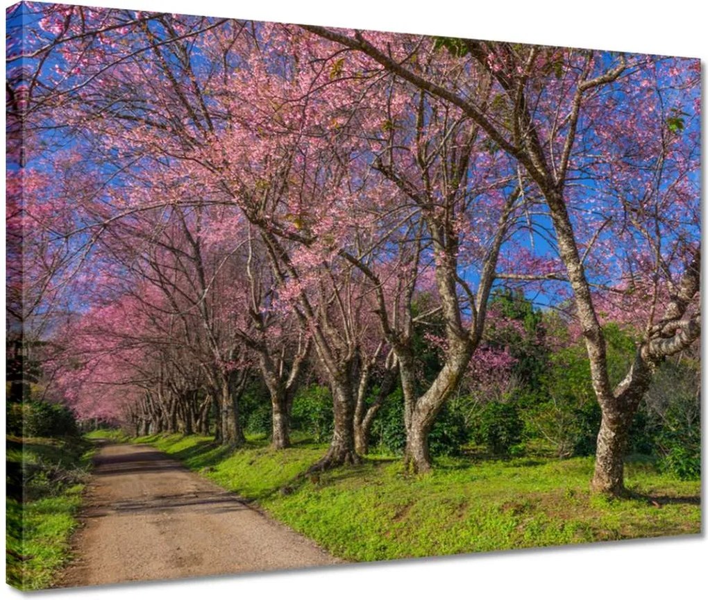 Vászonkép 40x30 Virágzó cseresznye