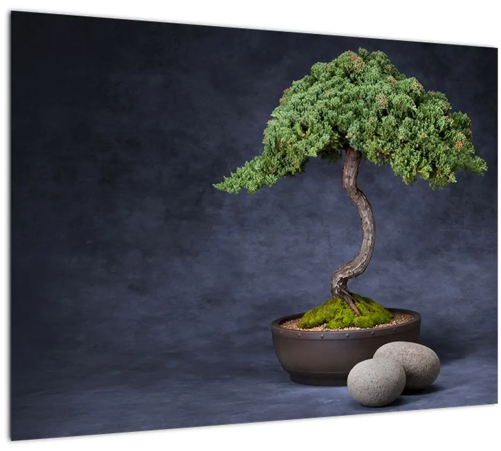 Kép - Bonsai (70x50 cm)