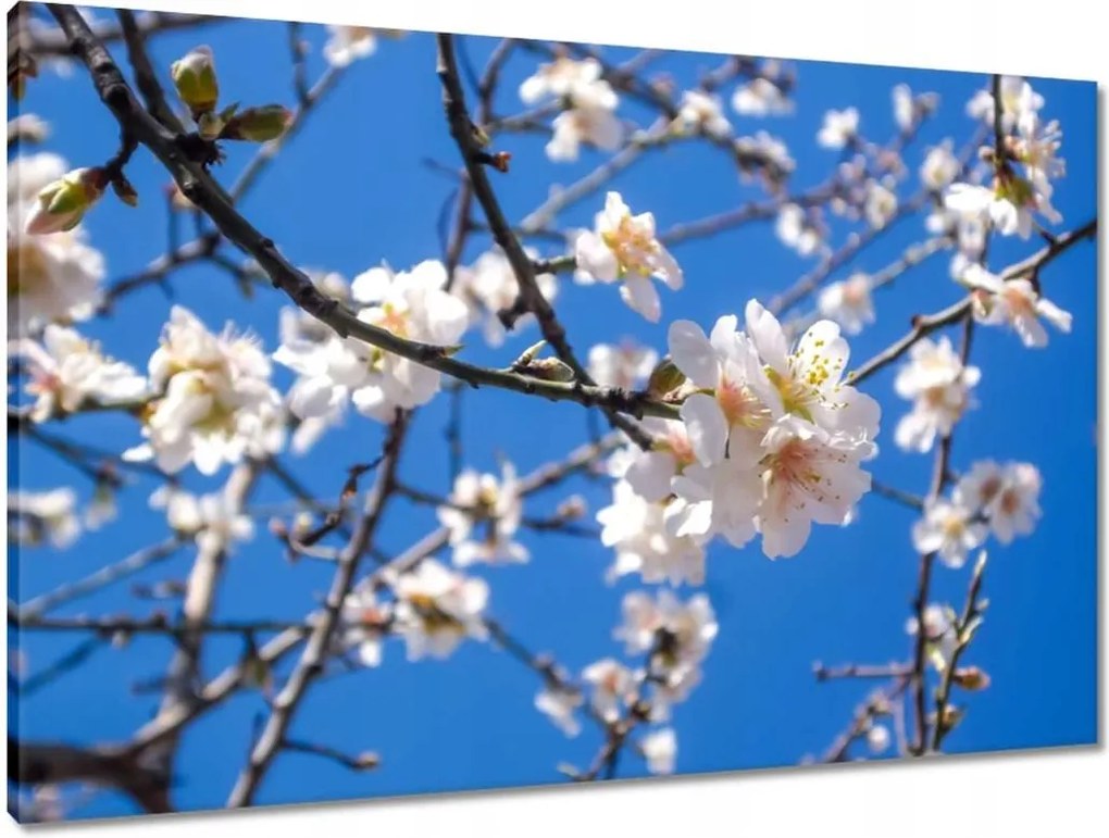 Vászonkép 90x60 Almafa virág