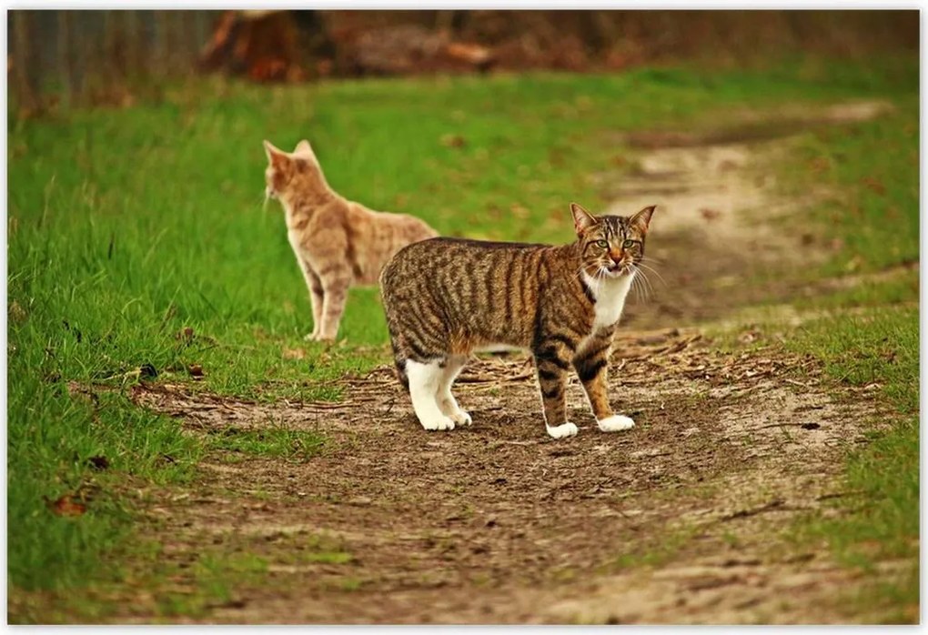 Poszterek 200x135 Cica Cicák