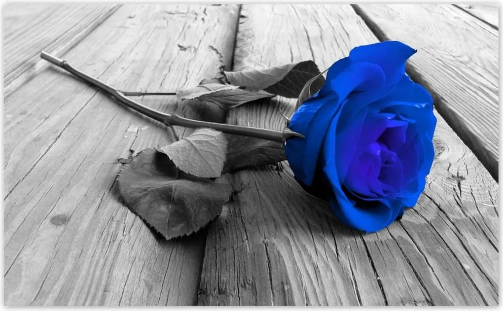 Fotótapéták 520x318 Kék rózsa Ajándék