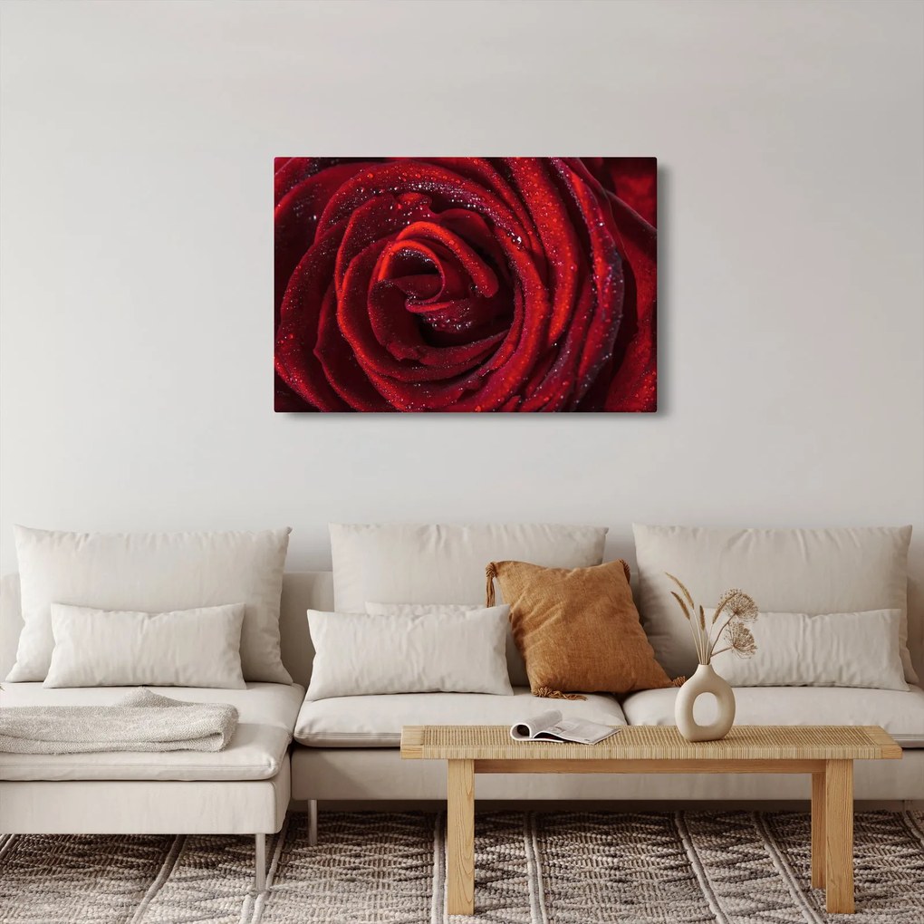 Kép - Vörös rózsa harmatcseppekkel (90x60 cm)