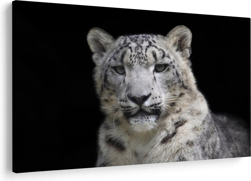 Kép - Snow Leopard (90x60 cm)