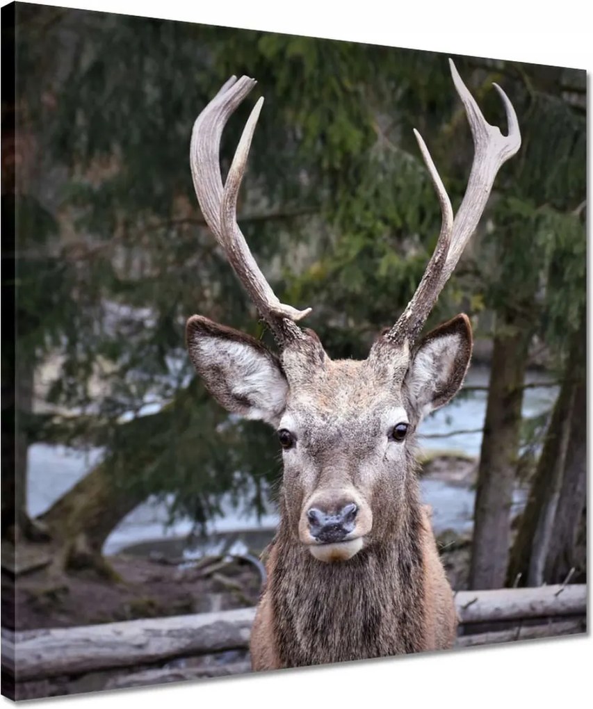 Vászonkép 40x40 Szarvas agancs