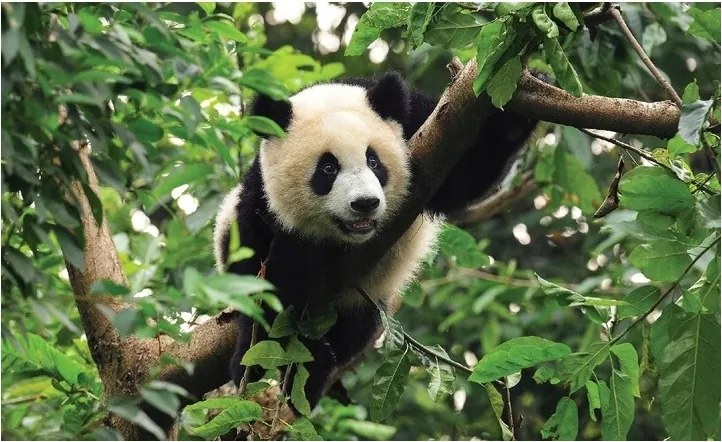 Gyerekszoba Tapéta Panda Dzsungel Gyerek Fotótapéta 368x254